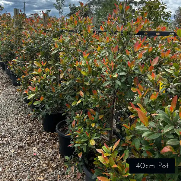 Prima Donna Elaeocarpus reticulatus, Australian native with slender habit and soft green foliage used for evergreen screening.