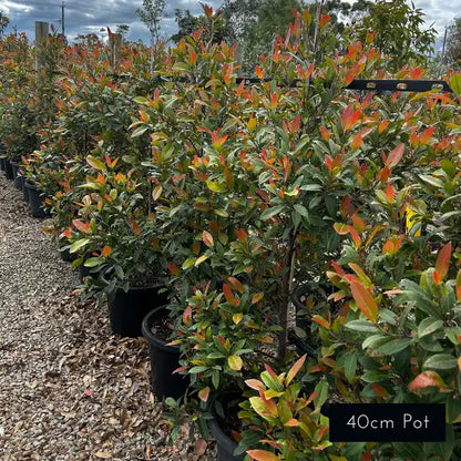 Prima Donna Elaeocarpus reticulatus, Australian native with slender habit and soft green foliage used for evergreen screening.