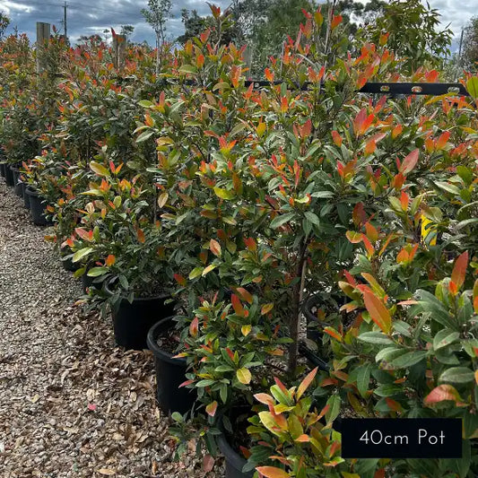 Prima Donna Elaeocarpus reticulatus, Australian native with slender habit and soft green foliage used for evergreen screening.