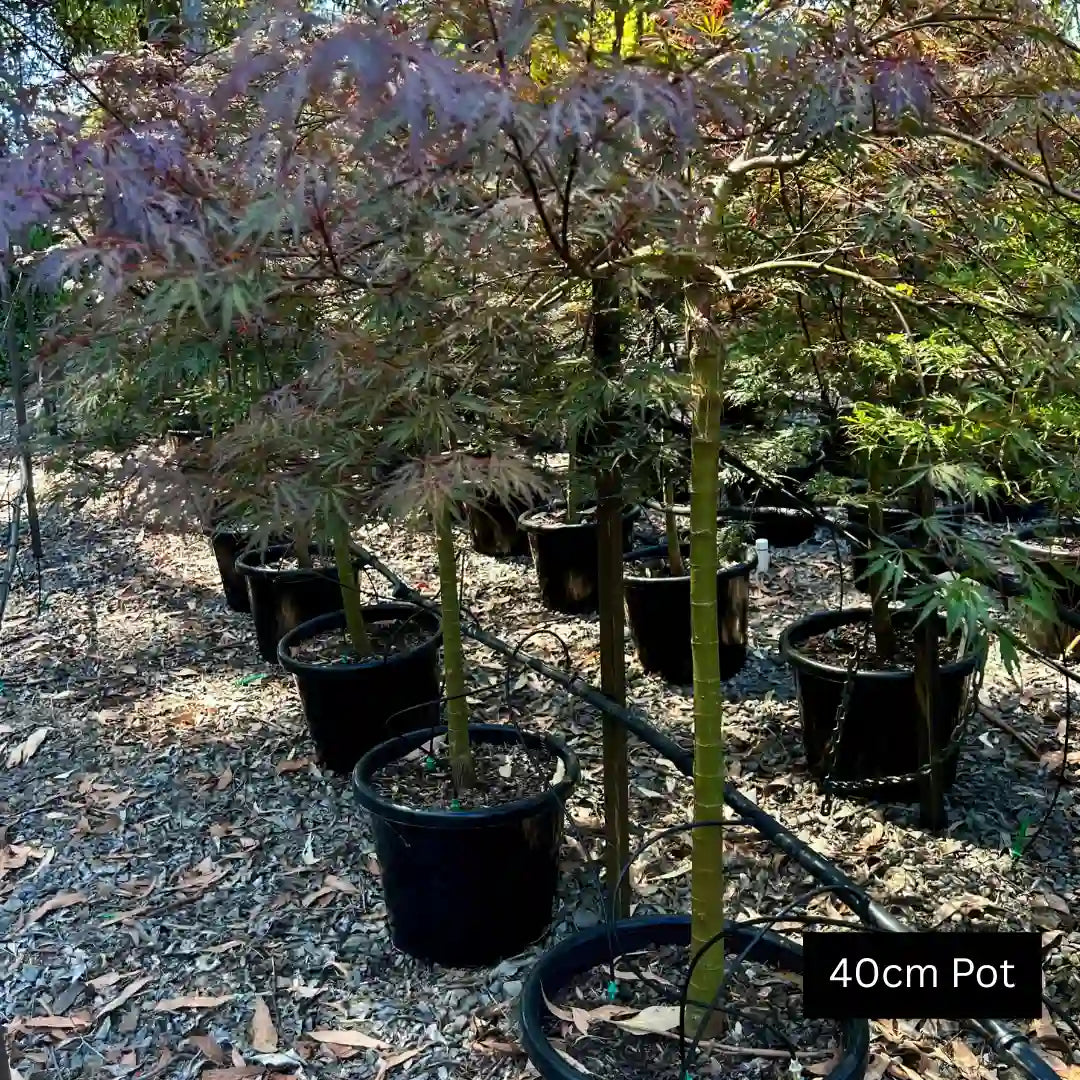 Shidare Japanese Maple (Acer palmatum dissectum ‘Shidare’) graceful deciduous weeping maple with finely cut foliage, elegant cascading form and ideal for feature garden planting.