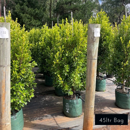 Ficus Microcarpa Flash