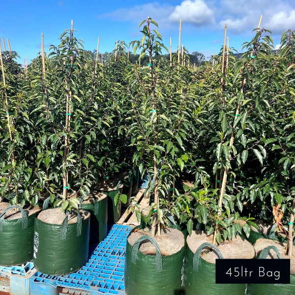 Portuguese Laurel