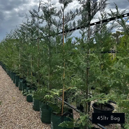 Cupressus × leylandii Bettergreen ‘Madeline’ – fast-growing, canker-resilience improved Leighton Green with dense evergreen foliage for tall screening.