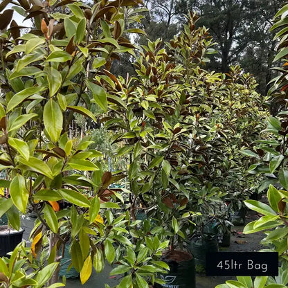 Compact evergreen magnolia Sweet and Neat, ideal for narrow gardens, screening, hedging and planter pots. 