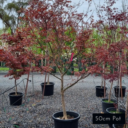 Acer Palmatum Bloodgood