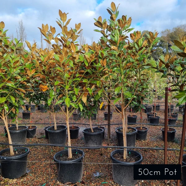 Magnolia Exmouth
