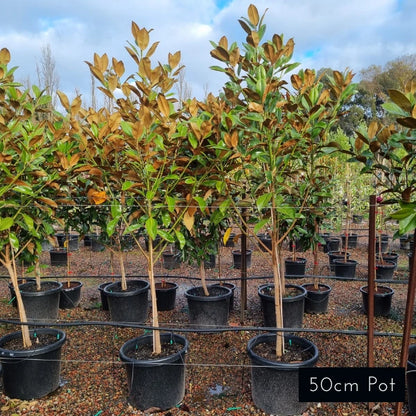 Magnolia Exmouth