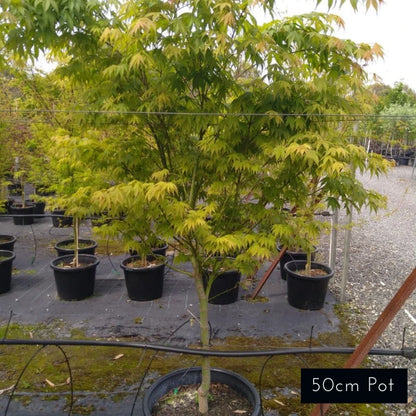 Acer Palmatum Osakazuki