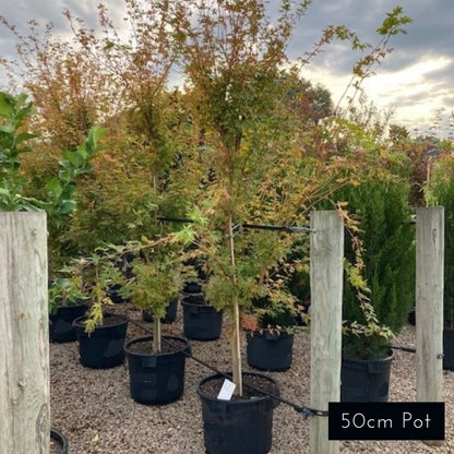 Acer Palmatum Senkaki