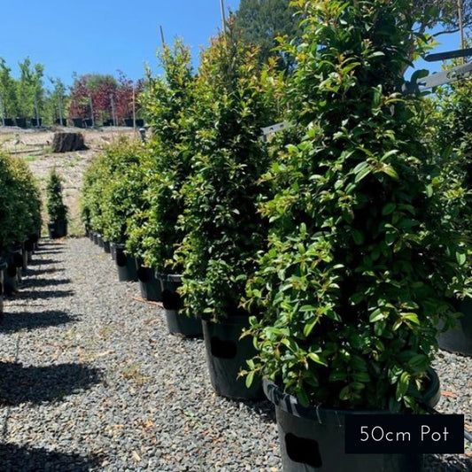 Straight and Narrow Syzygium Australe