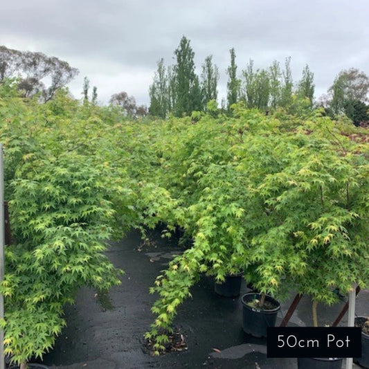 Acer Palmatum Viridis