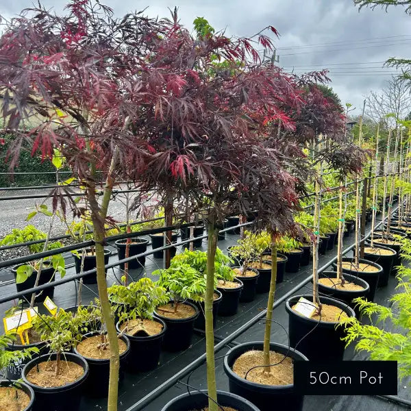 Inaba Shidare Acer palmatum Dissectum – stunning weeping Japanese Maple with finely dissected burgundy foliage, ideal for feature planting