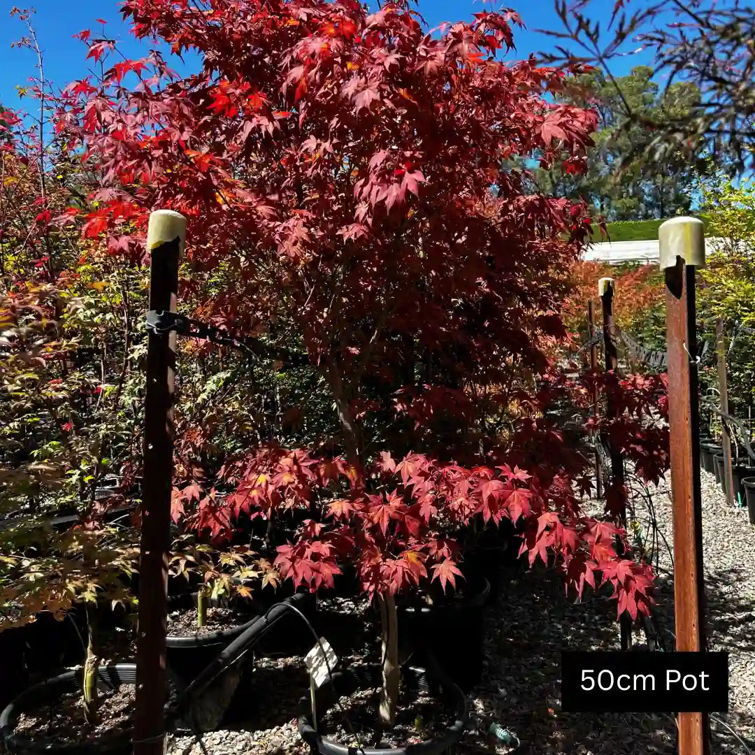 Japanese Maple Acer palmatum ‘Atropurpureum’ deciduous feature tree with deep burgundy foliage, elegant branching habit and vibrant seasonal colour for gardens.