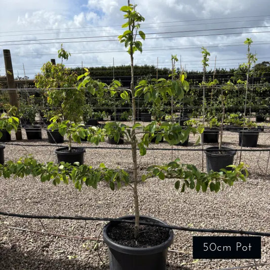 Tiered formal fruit cordons with horizontal arms, featuring neatly trained apple and pear trees creating a classic, structured feature in a formal garden.