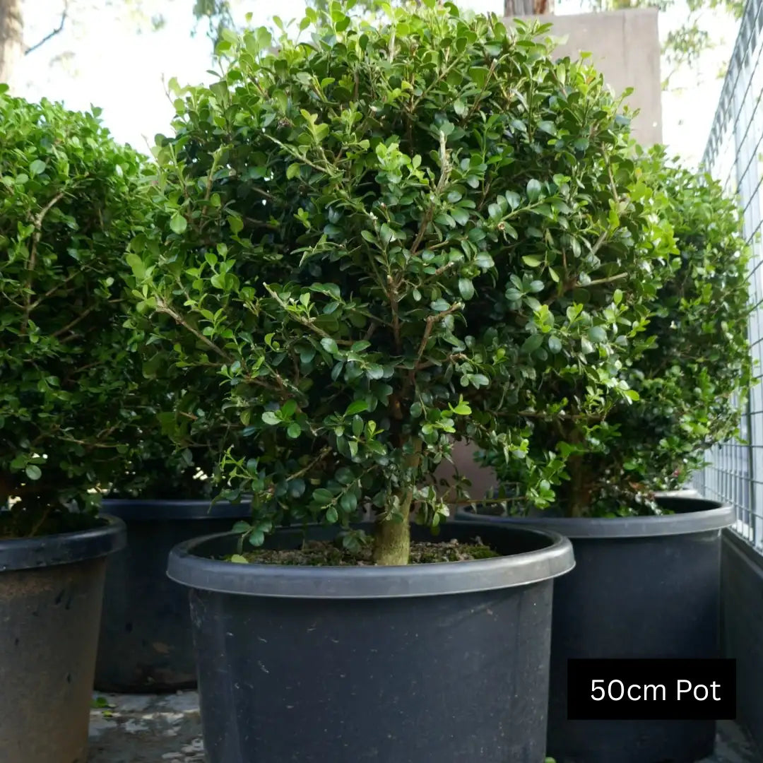 Japanese box topiary ball, Buxus microphylla japonica, showcasing tight green leaves and a perfectly rounded form ideal for entrances or pathways.