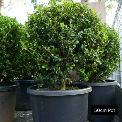 Japanese box topiary ball, Buxus microphylla japonica, showcasing tight green leaves and a perfectly rounded form ideal for entrances or pathways.