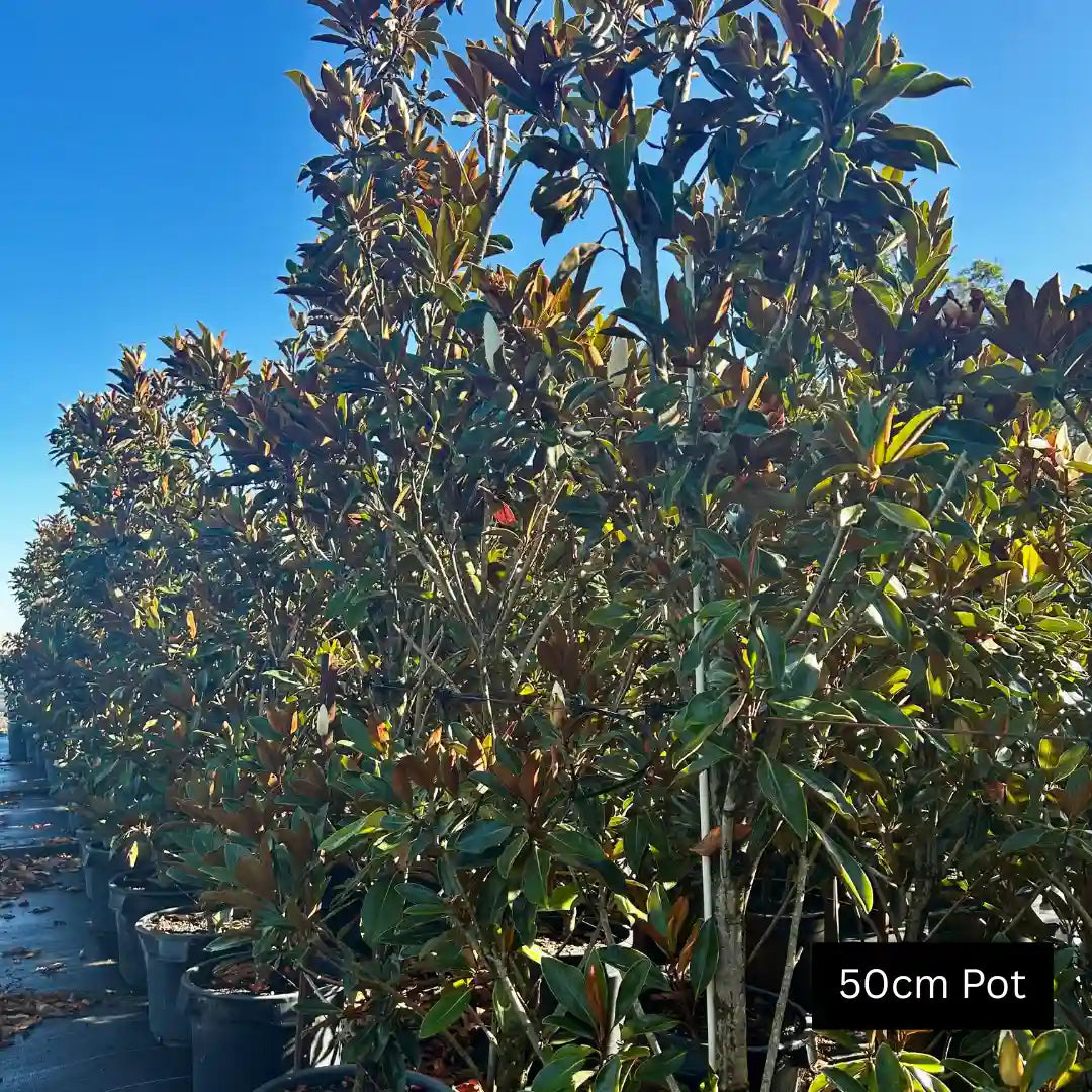 Kay Parris Magnolia (Magnolia grandiflora ‘Kay Parris’) compact evergreen magnolia with glossy foliage, copper undersides and fragrant creamy white flowers ideal for screening or feature planting.