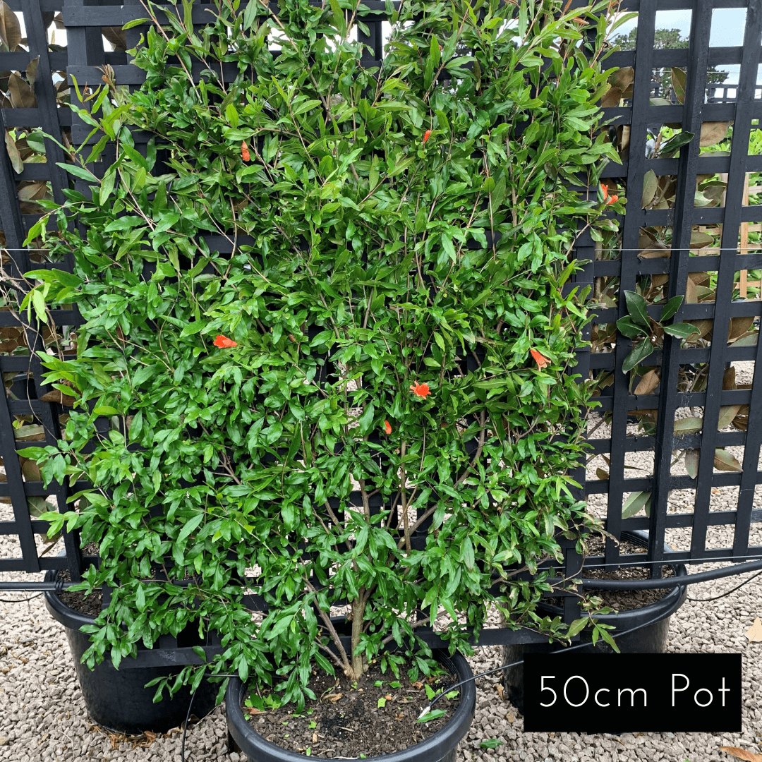 Pomegranate Espalier
