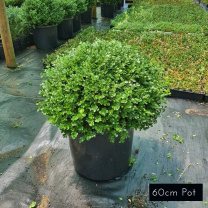 Japanese Box Topiary Balls