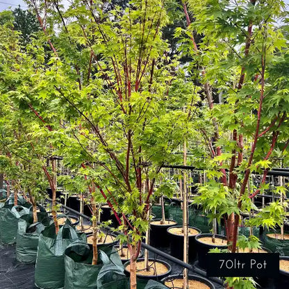 Also known as Coral Bark maple, acer palmatum senkaki features bright red stems with vibrant green foliage. 