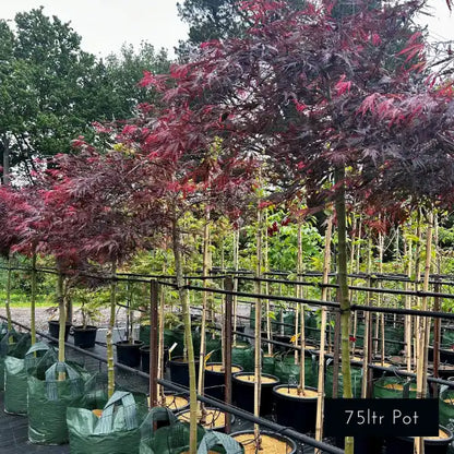 Inaba Shidare Japanese Maple (Acer palmatum Dissectum) – compact weeping maple with rich red foliage, perfect for feature gardens, courtyards, or pots.
