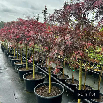 Advanced japanese maple Acer palmatum dissectum Inaba Shidare. Delivered from Impressive Plants