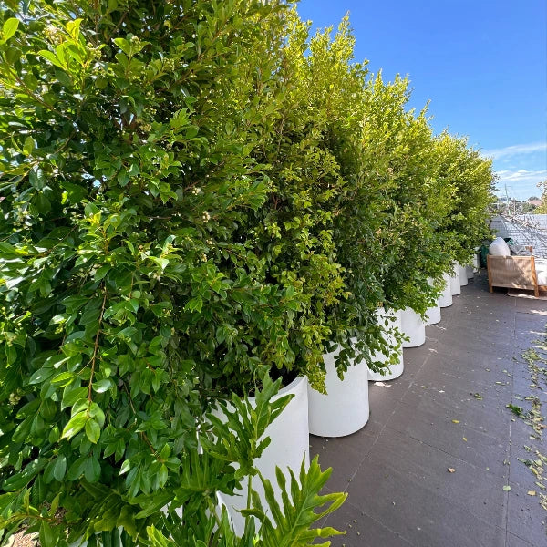  Backyard Bliss Syzygium Australe, dense evergreen screening hedge with glossy green foliage, ideal for privacy in Melbourne gardens.