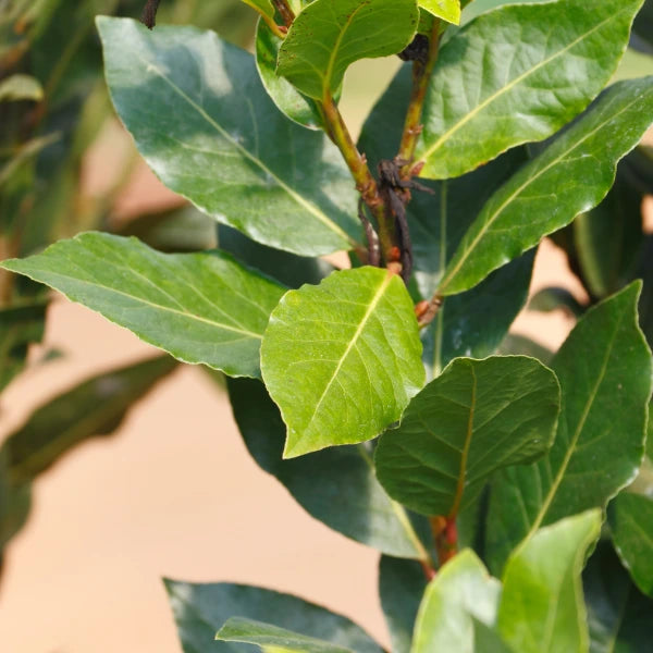 Bay Tree Laurus Nobilis, evergreen with glossy aromatic leaves, ideal for screening hedges, feature trees and culinary use.