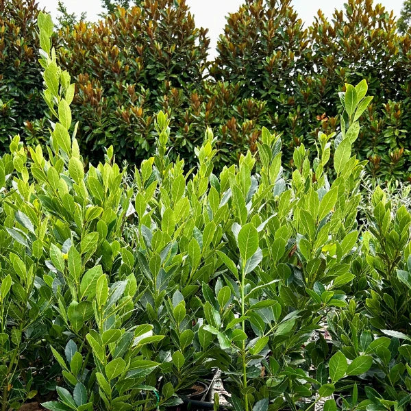 Available in both regular bay and baby bay, Laurus Nobilis is a popular evergreen screening tree, low maintenance with year round privacy. 