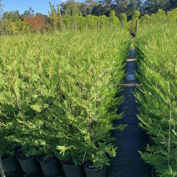 Love leighton greens?  Then you will love Bettergreen Cypress also known as Madeline. A fast growing evergreen large scale screening tree that grows 30% faster than regular Leighton Greens, with great canker resilience. Ideal for privacy, wind breaking, screening and property dividing. Ideal for rural, farming and coastal areas. 