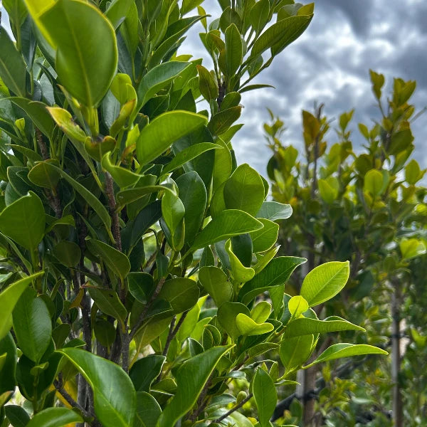 Ficus microcarpa ‘Flash’ glossy evergreen foliage forming a dense, fast-growing screen suited to warm Australian gardens