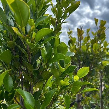 Ficus microcarpa ‘Flash’ glossy evergreen foliage forming a dense, fast-growing screen suited to warm Australian gardens