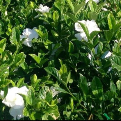 Gardenia Florida