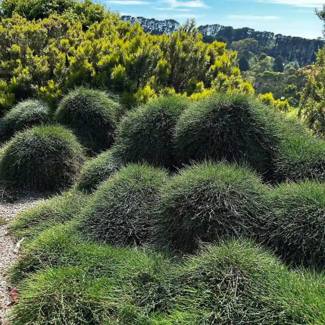 Australian native Cousin It groundcover (Casuarina glauca ‘Cousin It’) forming soft cascading green mounds in a sunny landscape garden setting.