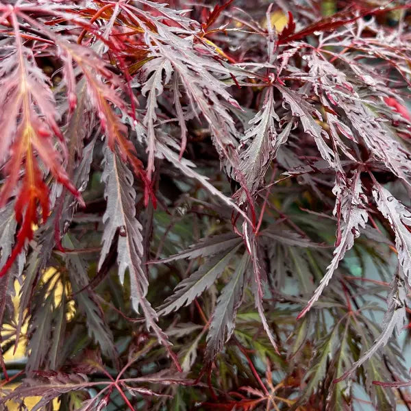 Acer palmatum Dissectum Inaba Shidare – elegant weeping Japanese Maple showcasing rich red leaves and graceful branching.