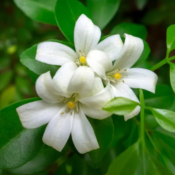 Murraya paniculata (Orange Jessamine) dense evergreen hedge plant with glossy green leaves and scented white blooms, perfect for privacy screens.
