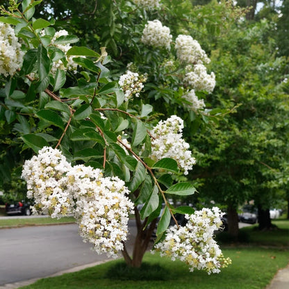 Lagerstroemia ‘Natchez’ Crepe Myrtle, a deciduous feature tree with white summer flowers, smooth bark and brilliant autumn foliage for Melbourne gardens.