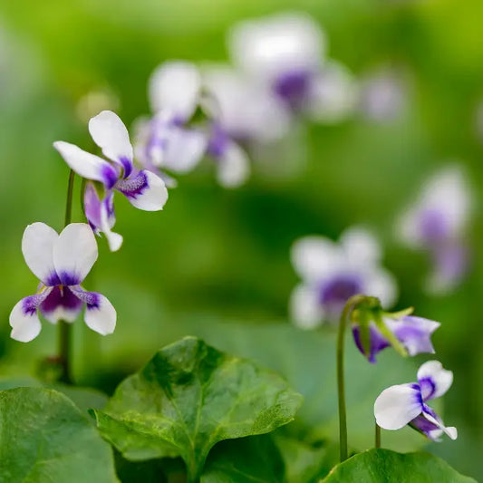 Viola hederacea Native Violet groundcover with purple and white flowers, ideal for shady garden areas and between pavers.