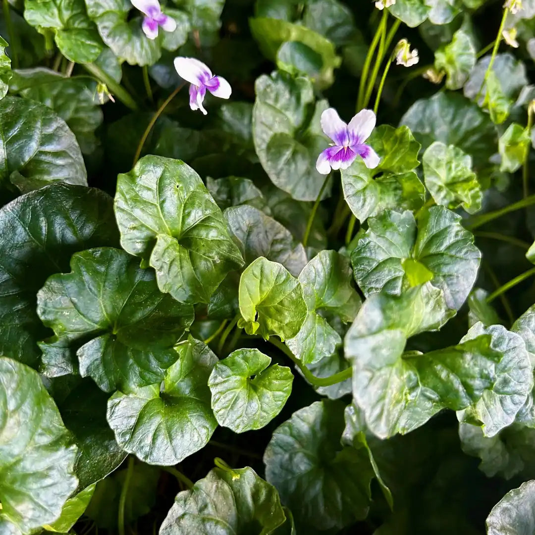 Viola hederacea Native Violet ground cover spreading between pavers in Melbourne garden