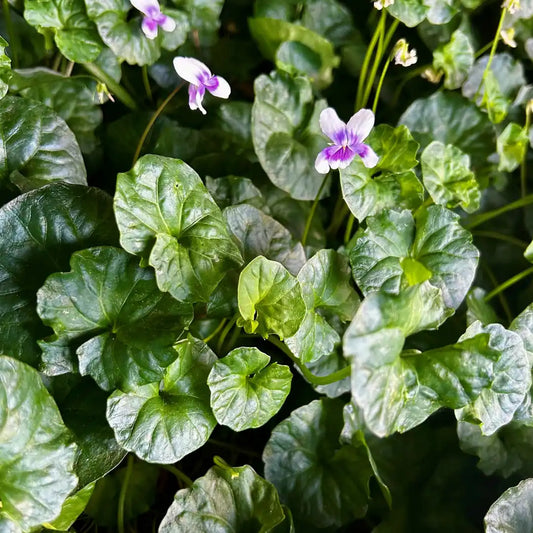 Viola hederacea Native Violet ground cover spreading between pavers in Melbourne garden