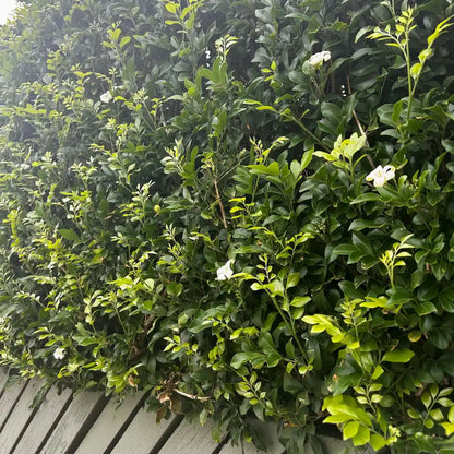 Orange Jessamine (Murraya paniculata) evergreen screening shrub with glossy green foliage and fragrant white flowers, ideal for hedging and privacy planting.