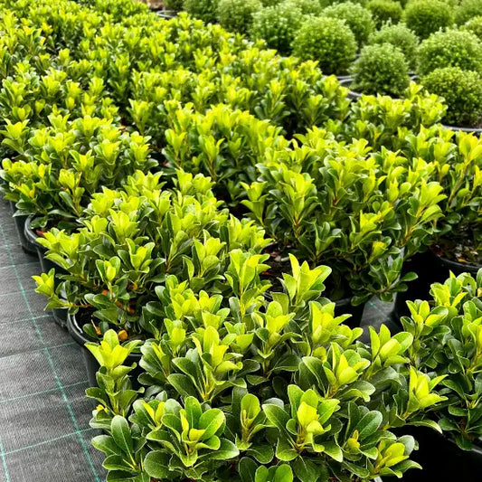 Evergreen flowering shrub, ideal for underplanting and garden layering, delivered by Impressive Plants. 