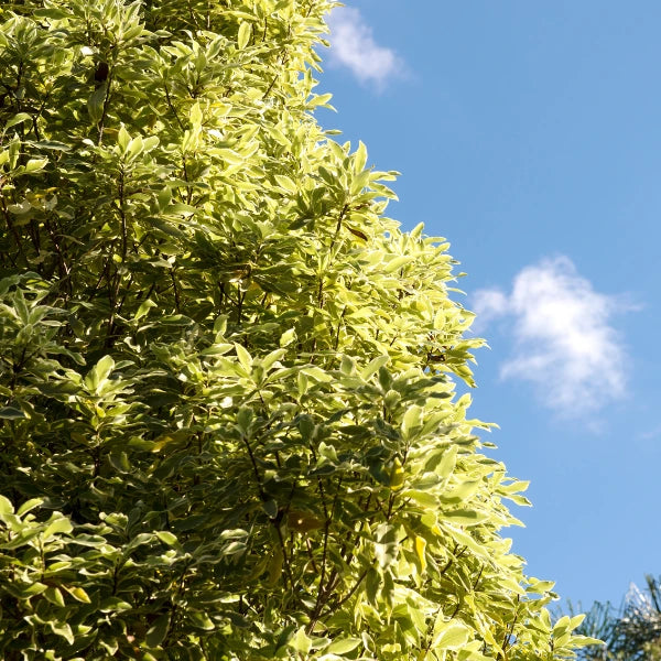 Pittosporum Tenuifolium Silver Sheen, fast-growing evergreen hedge with fine silver-green foliage, ideal for privacy screening.