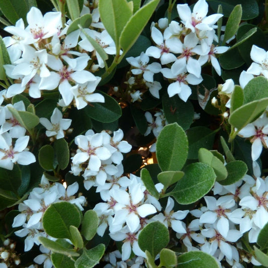 Oriental Pearl Rhaphiolepsis Indica also known as Indian Hawthorn, a beautiful rounded shrub ideal for low garden hedging, feature planter pots and topiary balls. 
