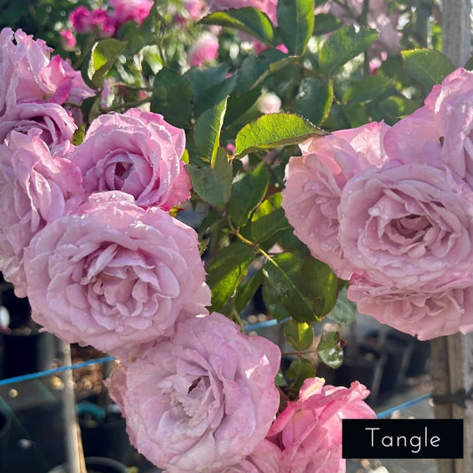 Premium Standard Rose