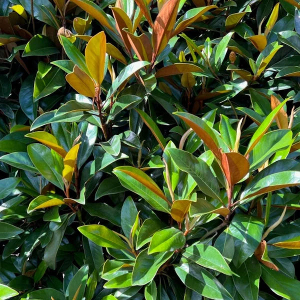 Evergreen Magnolia Sweet and Neat, compact dense foliage for screening and hedging. 