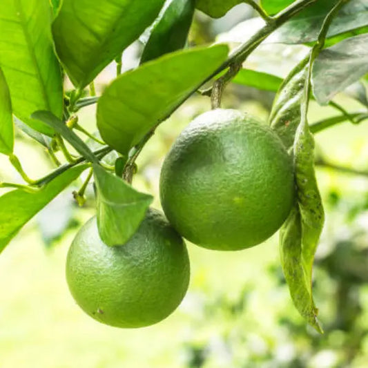 Tahitian Lime
