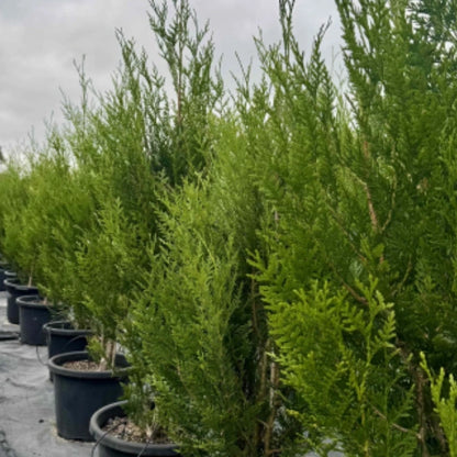 Thuja plicata ‘Fastigiata’ (Upright Western Red Cedar) – tall, narrow evergreen conifer with dense green foliage, ideal for tight screening or formal hedging.