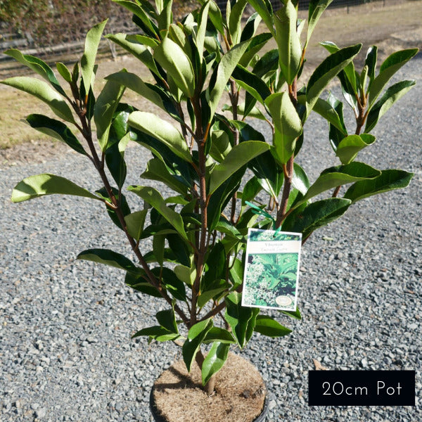 20cm potted Viburnum Emerald Lustre with glossy green foliage, ideal for dense screening and hedging.