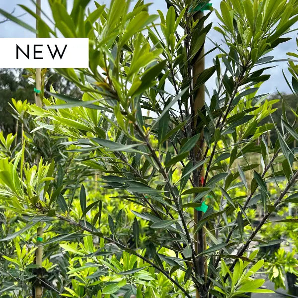 Lime Spire Water Gum (Tristaniopsis laurina ‘Lime Spire’), hardy Australian native tree with blue-green foliage and yellow summer flowers, ideal for evergreen screening and hedging.